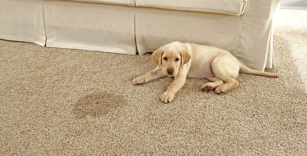 Carpet Dog Stain