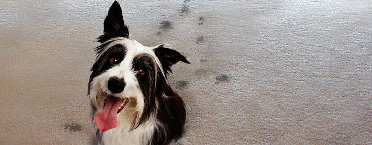 How Can Carpet Withstand Pet Stains