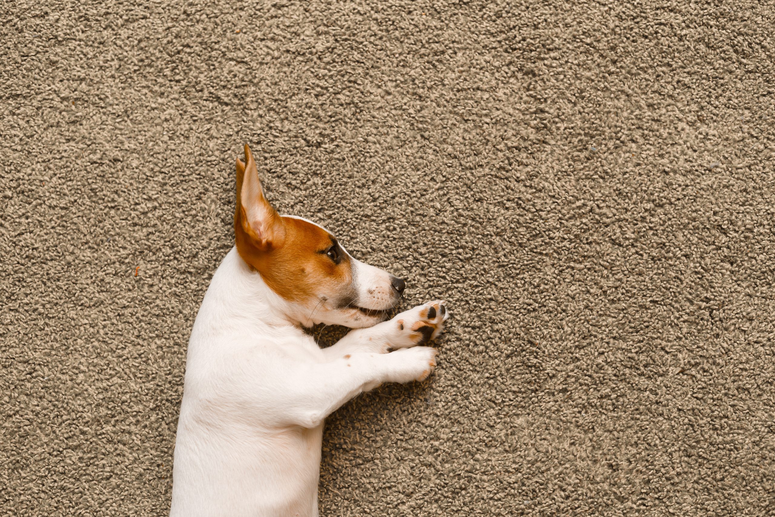 Affordable Carpet Installation Kroger Dr, Fort Worth: Our Commitment - Cute puppy lying on a carpet