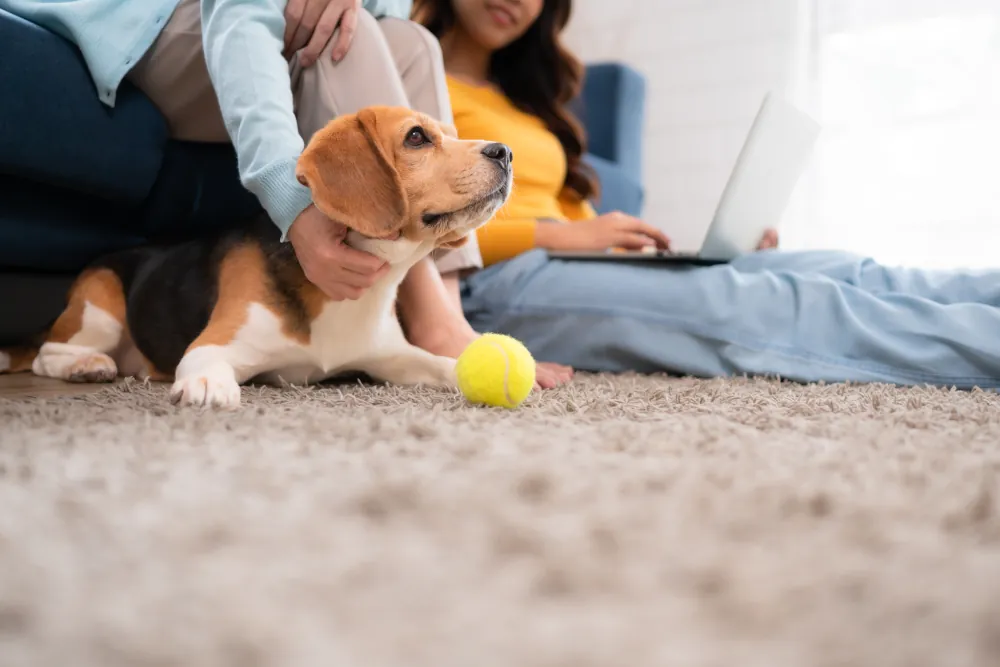 Family, mother, daughter, and beagle puppy relaxing on carpet
