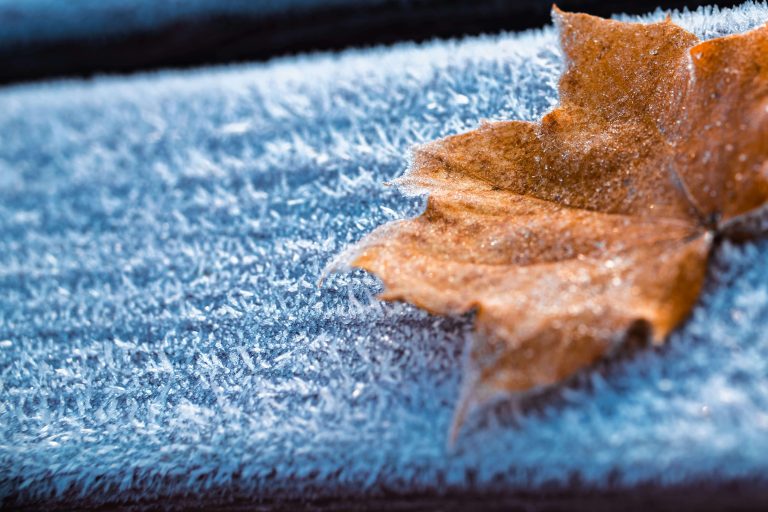 Autumn leaf resting on frost-covered carpet fibers — a visual metaphor for the winter pricing question that CarpetNow answers simply: pricing stays consistent year-round
