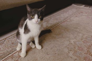Cat on neutral patterned carpet with moisture barrier padding protection, showing waterproof backing that prevents pet accident odor problems