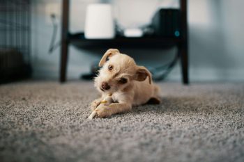 uppy playing on wall to wall carpet texas home scaled